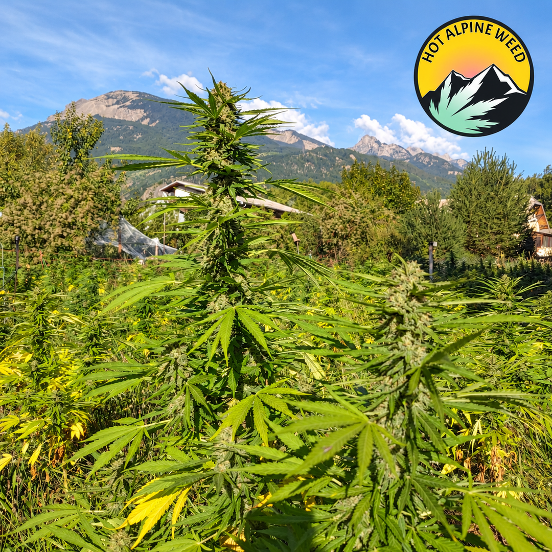 Plants de chanvre CBD en fleurs sur la parcelle de Hot Alpine Weed à Eygliers, avec les montagnes des Hautes-Alpes en arrière-plan et le logo du producteur en haut à droite.