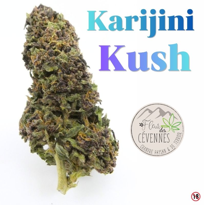 Fleur de CBD Karijini Kush outdoor avec nuances vertes, violettes et pistils orangés