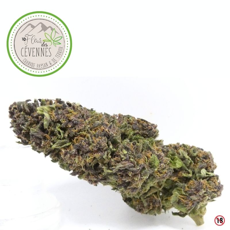 Karijini Kush CBD outdoor Fleur des Cévennes – une demoiselle aux nuances vertes et violacées subtilement résineuses
