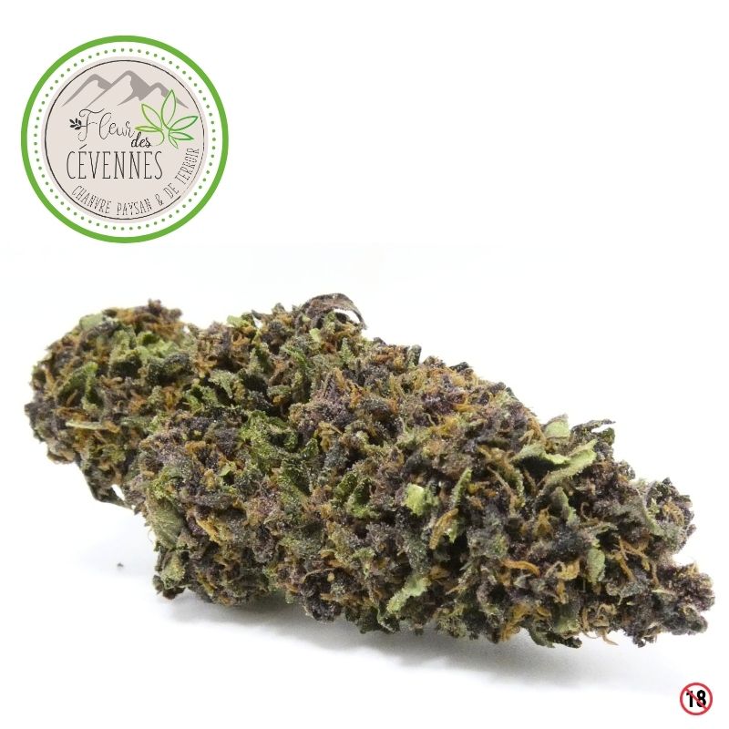 Structure allongée de la Karijini Kush CBD outdoor avec résine visible et nuances vertes et violettes