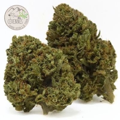 deux fleurs cbd la patate cevenole outdoor cevennes gros plan buds
