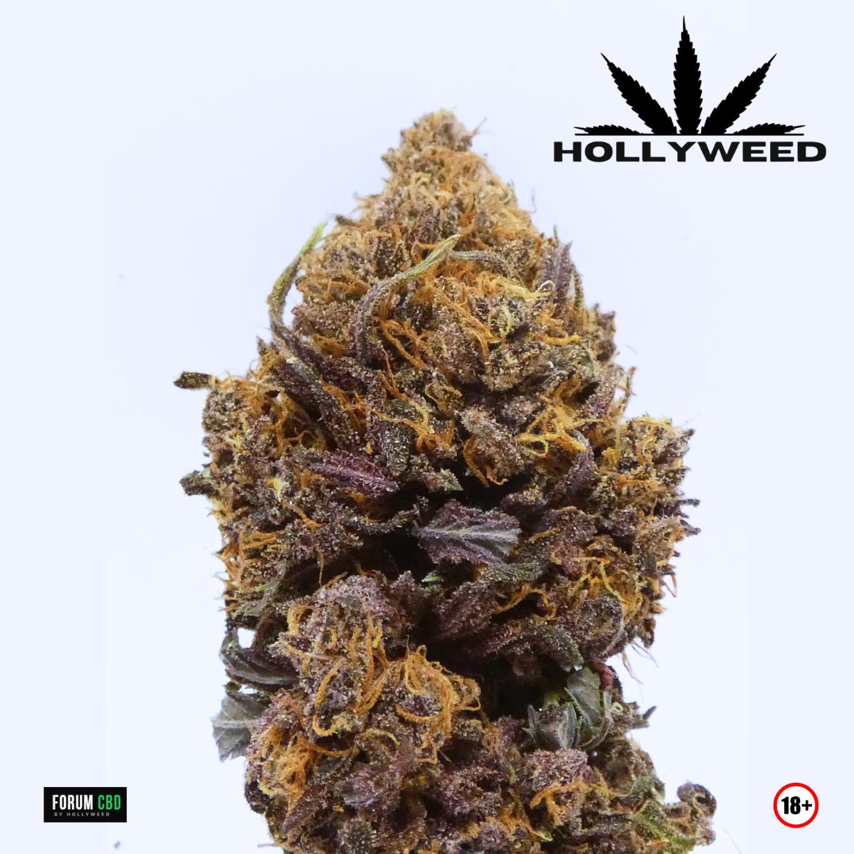 Fleur Legendary OG Indoor de Hollyweed aux nuances violettes, recouverte de trichomes et de pistils orangés.