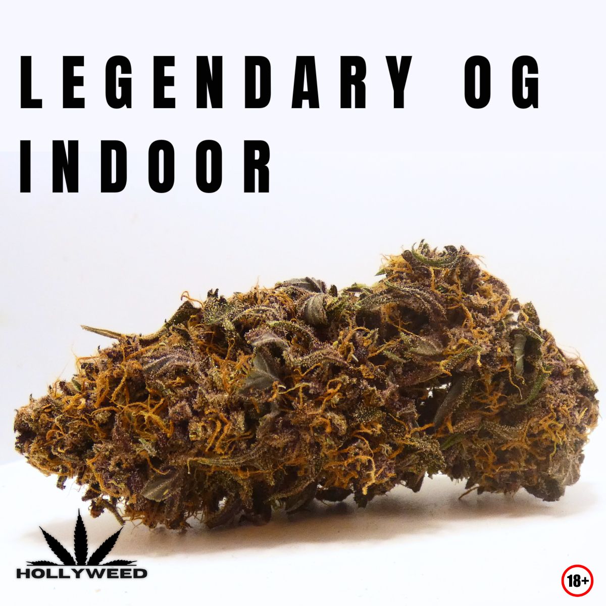 Fleur Legendary OG Indoor de Hollyweed, compacte et résineuse, aux teintes violettes et aux nombreux pistils orangés.