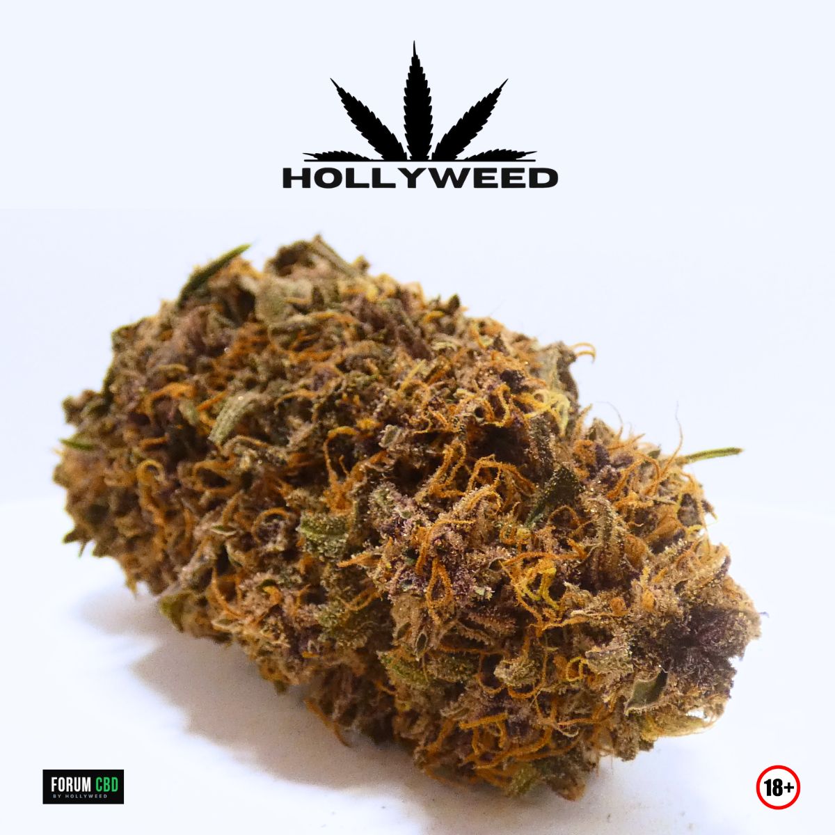 Bud compact de Legendary OG Indoor de Hollyweed aux teintes violettes, pistils orangés et surface recouverte de trichomes.