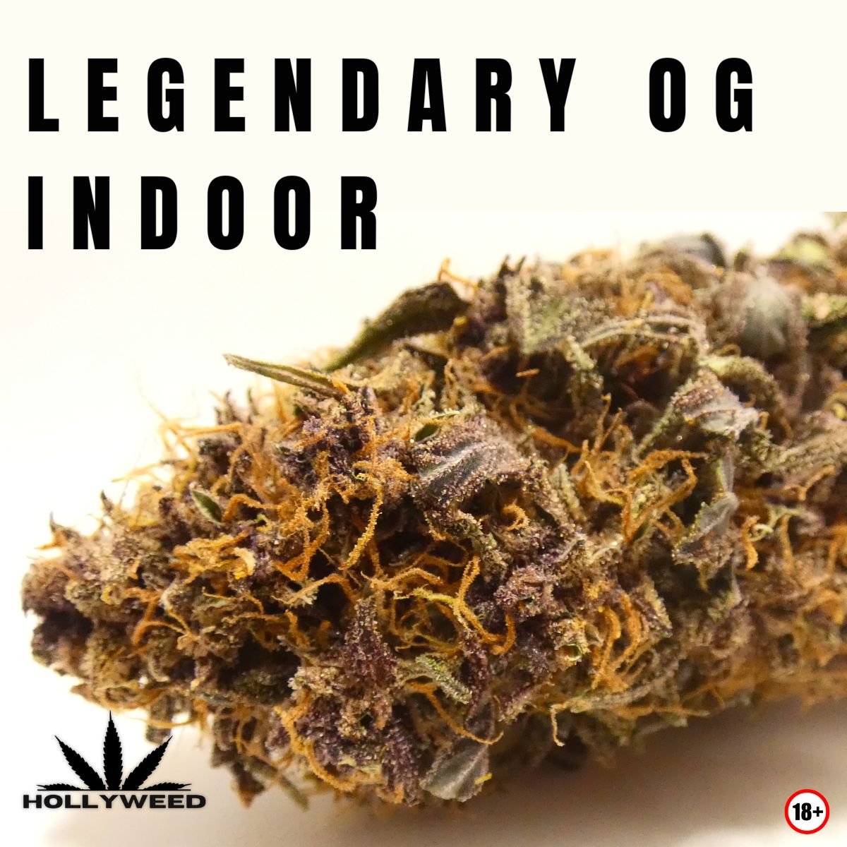 Vue macro de la Legendary OG Indoor de Hollyweed aux teintes violettes, pistils orangés et trichomes visibles