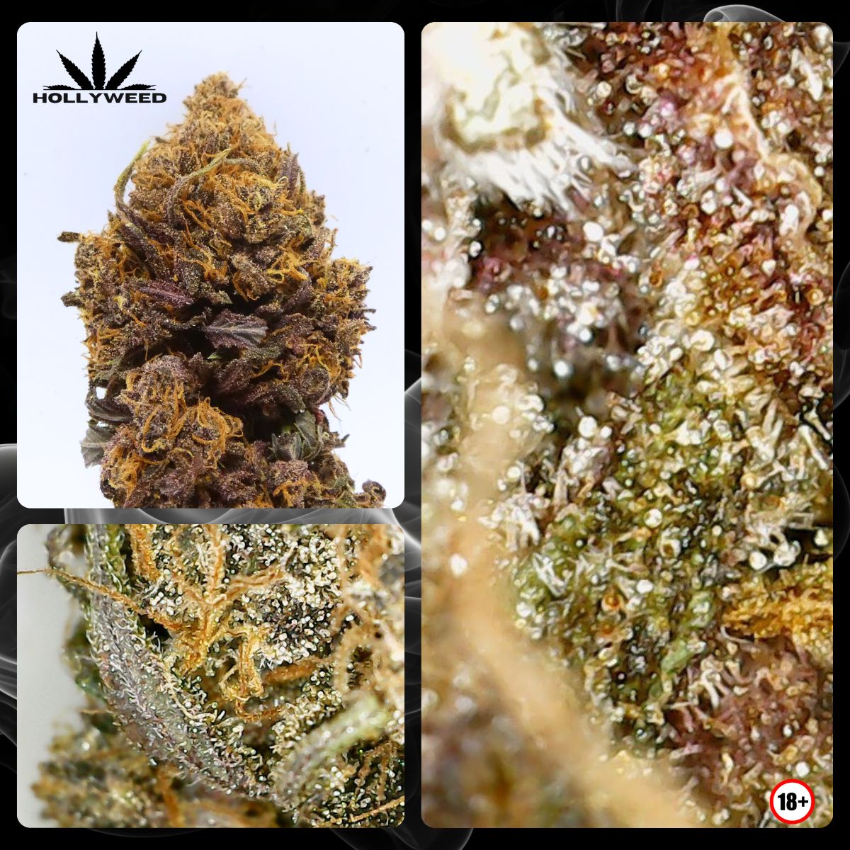 Fleur Legendary OG Indoor de Hollyweed et vues macro montrant ses nombreux trichomes sur les calices violets et verts.