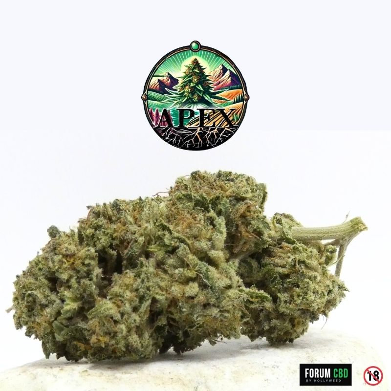 Tête de Legendary Skunk Outdoor Apex CBD présentant une fleur CBD outdoor résineuse aux teintes vert olive et pistils orangés.