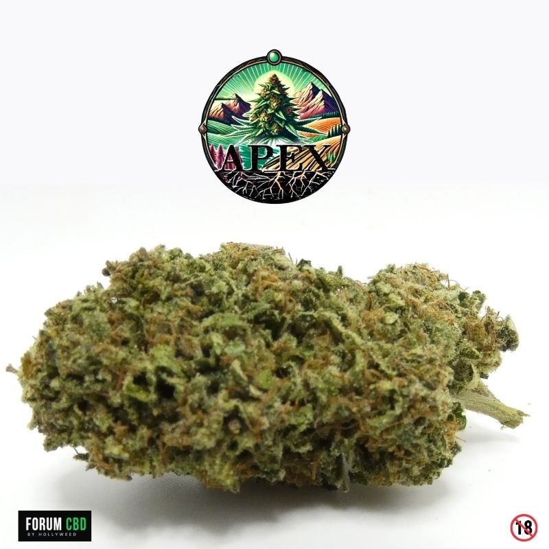 Bud de Legendary Skunk Outdoor Apex CBD avec fleur CBD outdoor résineuse aux arômes Skunk et pistils orangés.