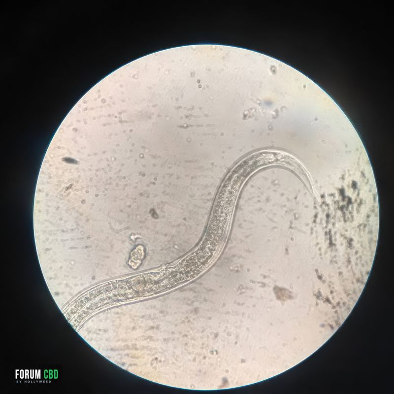Nématode bénéfique observé au microscope, organisme de la microfaune du sol participant à l'équilibre biologique et au fonctionnement d'un sol vivant en culture de chanvre CBD.