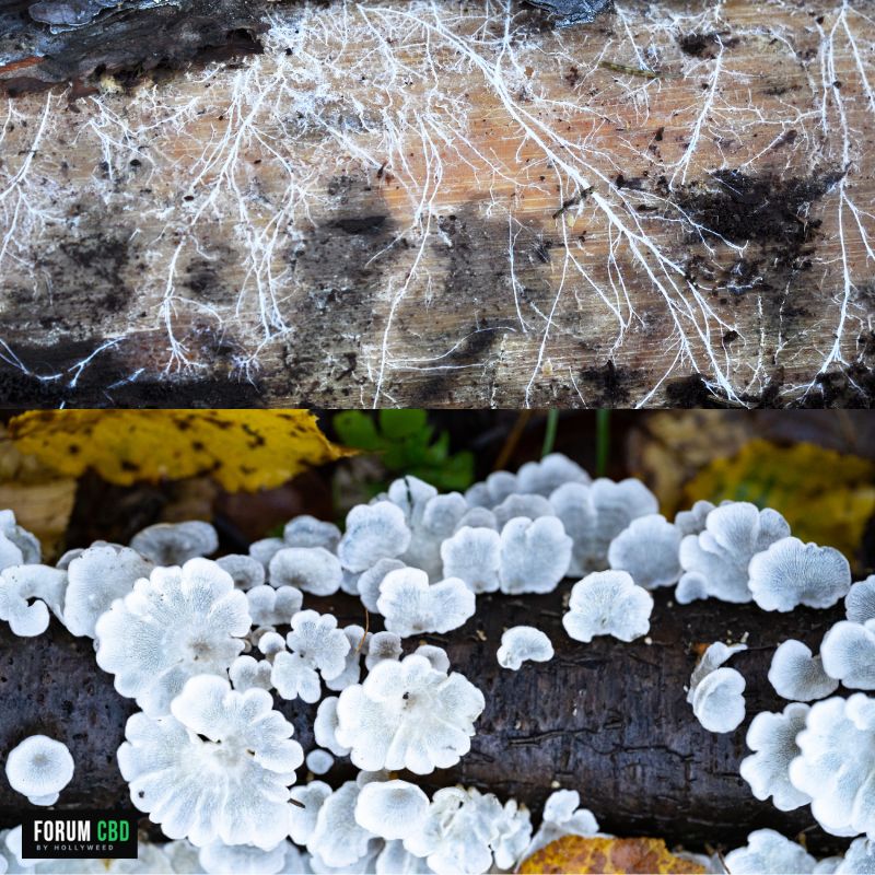 Mycélium et champignons du sol participant à la décomposition de la matière organique et à l'équilibre biologique d'un sol vivant en culture de chanvre CBD.