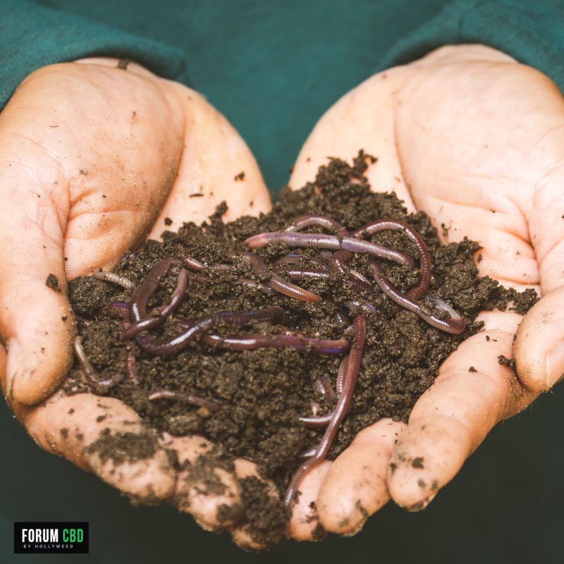 Vers de terre dans du lombricompost riche en matière organique, véritables ingénieurs du sol favorisant l'aération, la fertilité et la vie biologique des cultures de chanvre CBD.