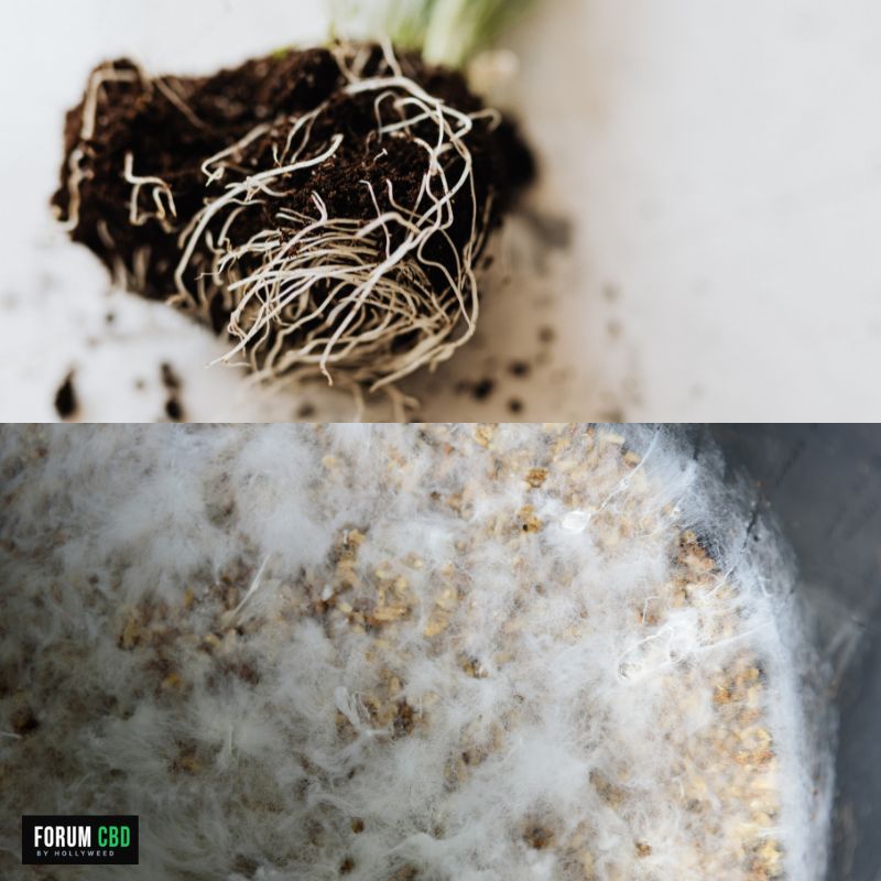 Racines de chanvre colonisées par des mycorhizes, illustrant la symbiose entre les champignons et les racines qui favorise l'absorption des nutriments en culture de chanvre CBD sur sol vivant.