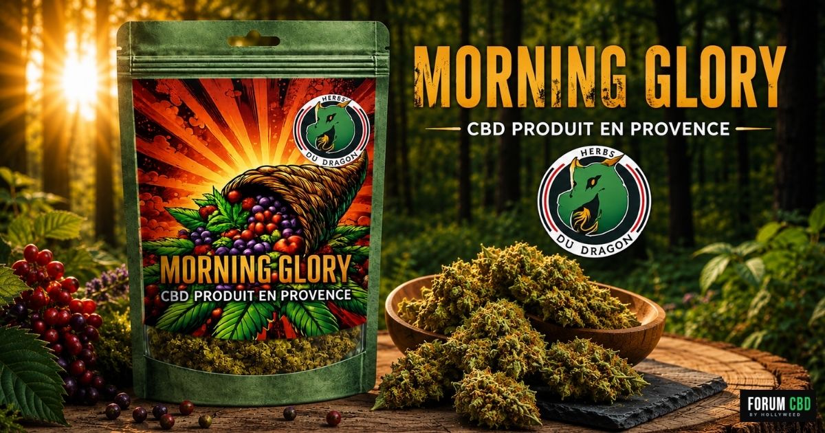 Visuel promotionnel de la Morning Glory de L’Herbe du Dragon avec pochon produit, fleur CBD réelle et ambiance forestière lumineuse mettant en avant une fleur CBD produite en Provence.