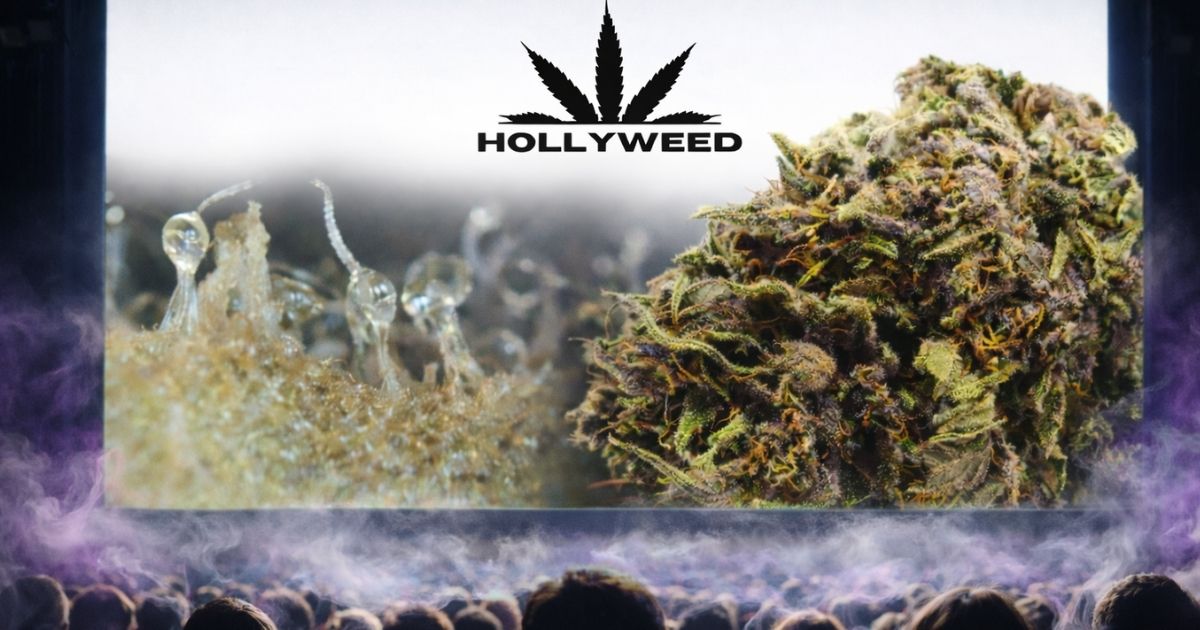 OG Legendary CBD Hollyweed fleur et trichomes projetés sur écran de cinéma avec fumée violette