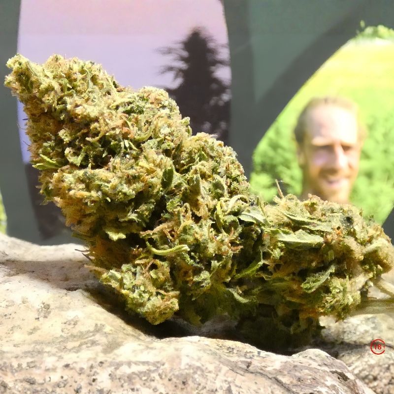 Fleur Space Candy CBD outdoor Sauzy CBD Vercors manucure soignée pistils orangés et trichomes visibles
