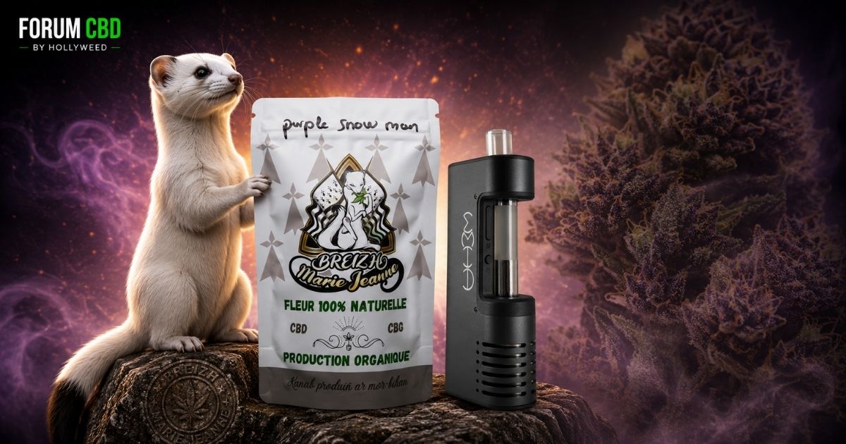 Visuel de couverture de la Purple Snow Man, fleur CBD outdoor cultivée en Bretagne par Jean-Marie Moëllo de Breizh Marie Jeanne, avec vaporisateur et ambiance immersive.