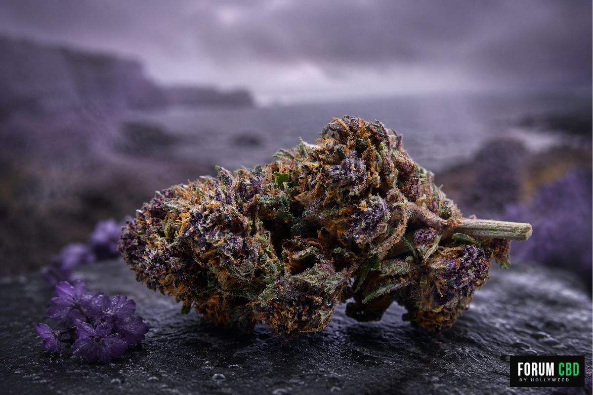 Photo immersive de la Purple Snow Man, fleur CBD outdoor cultivée en Bretagne par Jean-Marie Moëllo de Breizh Marie Jeanne dans une ambiance bretonne pluvieuse