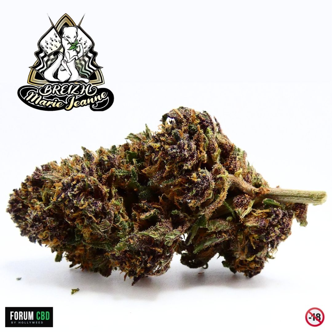Gros plan de la Purple Snow Man, fleur CBD outdoor de Breizh Marie Jeanne cultivée en Bretagne avec ses nuances violettes et résineuses