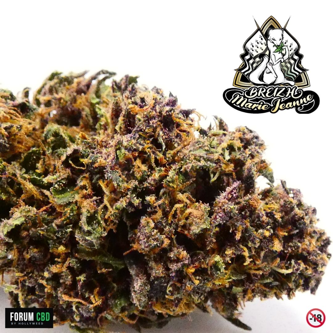 Gros plan de la Purple Snow Man, fleur CBD outdoor de Breizh Marie Jeanne cultivée en Bretagne avec ses nuances violettes et ses pistils orangés
