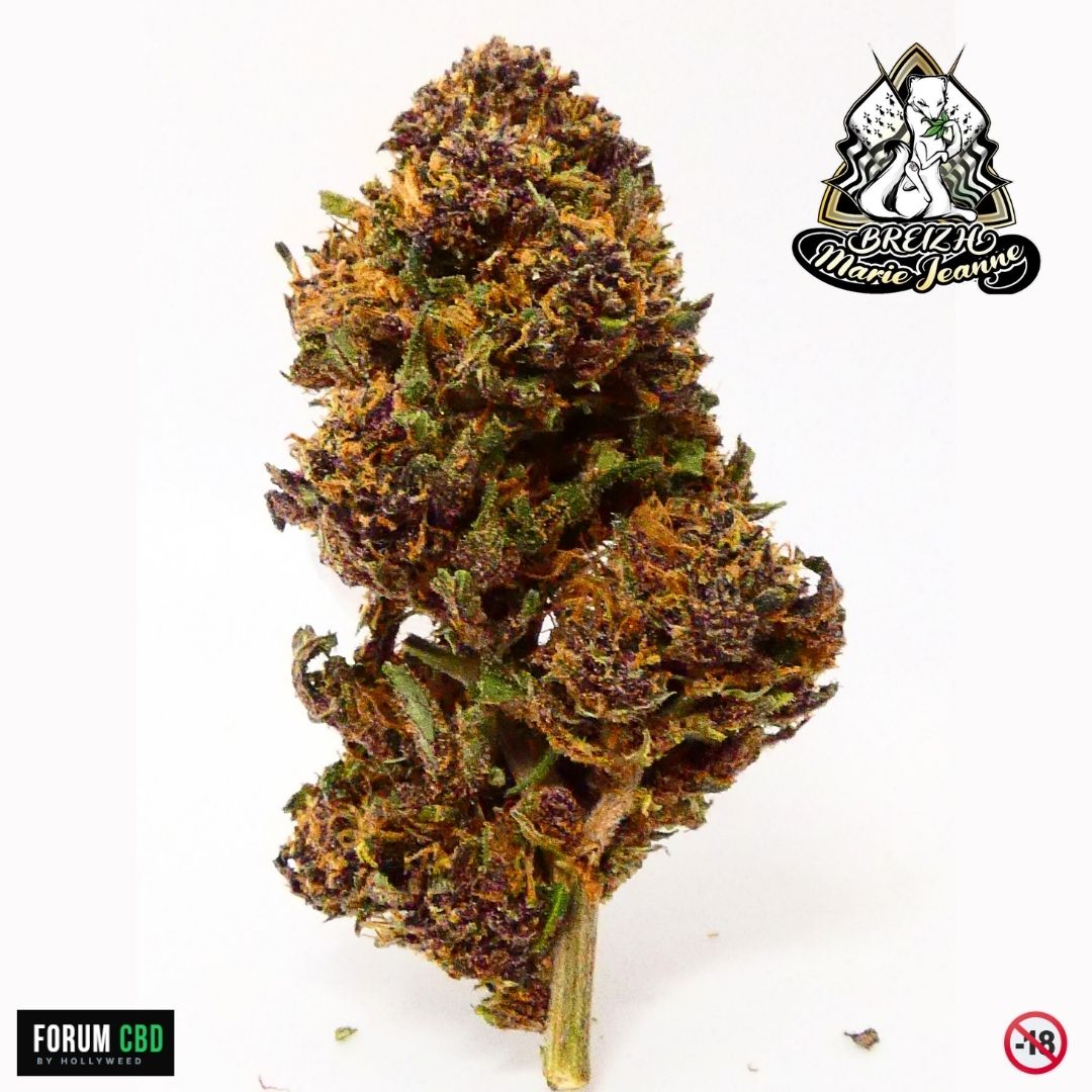 Tête florale de la Purple Snow Man de Breizh Marie Jeanne, fleur CBD outdoor bretonne aux nuances violettes et relief résineux