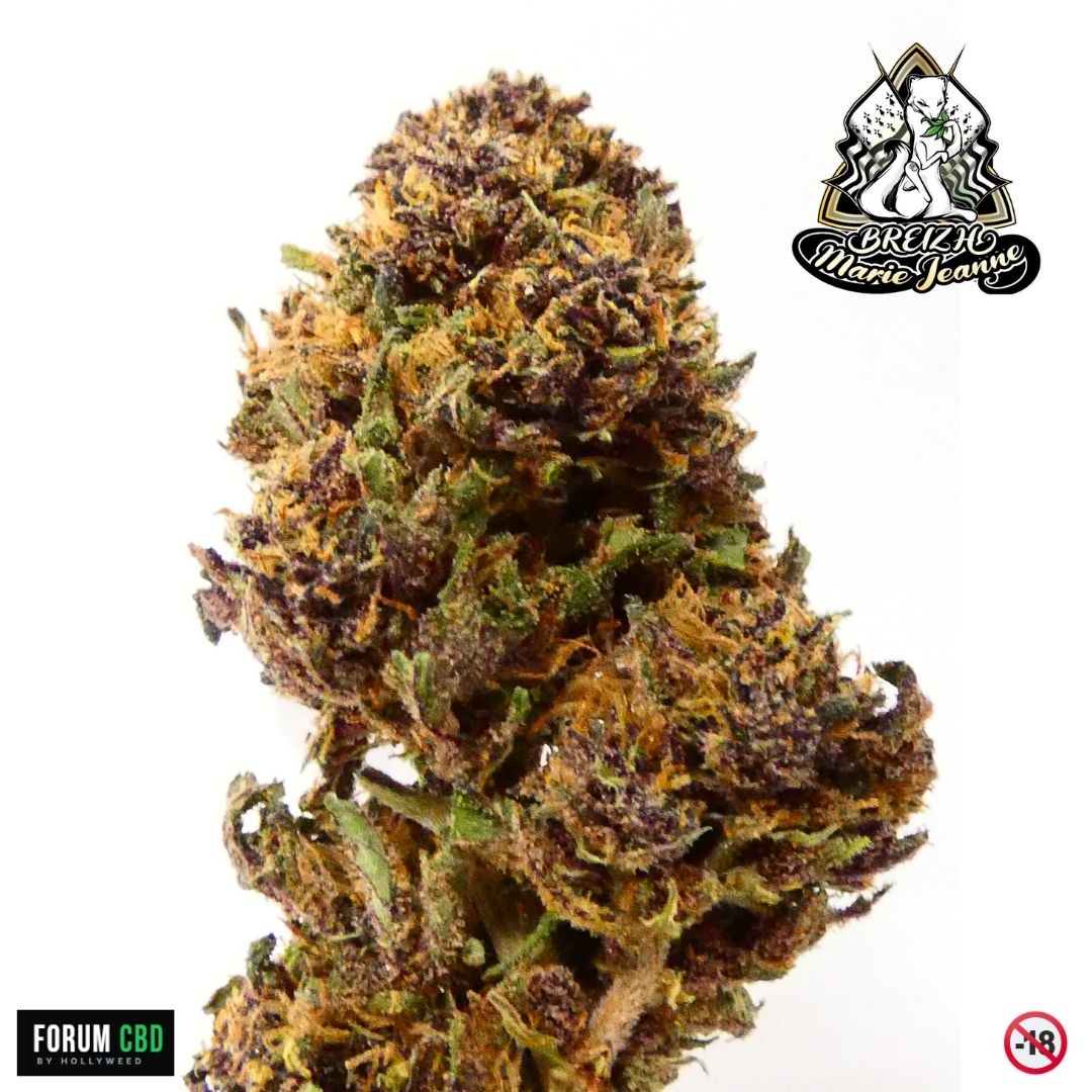 Tête florale de la Purple Snow Man, fleur CBD outdoor bretonne de Breizh Marie Jeanne aux nuances violettes et texture résineuse