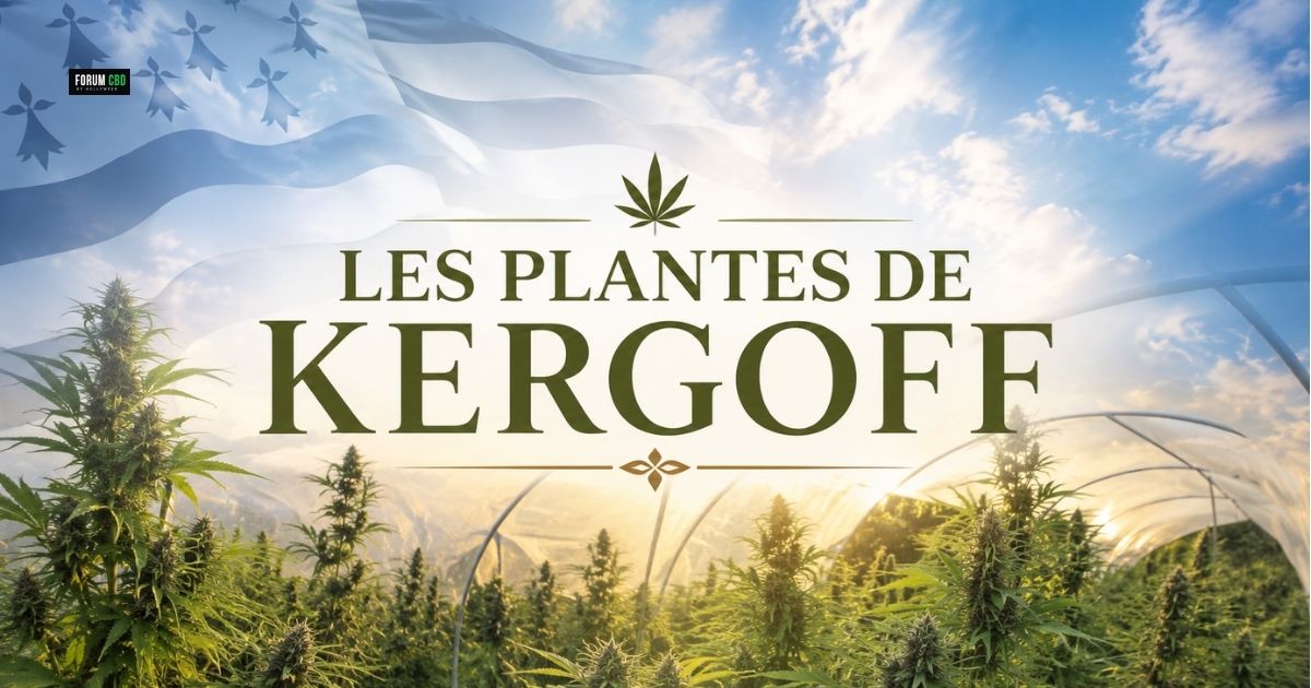 Questions / Réponses avec Antoine Corbeau des Plantes de Kergoff, chanvrier artisanal en Bretagne