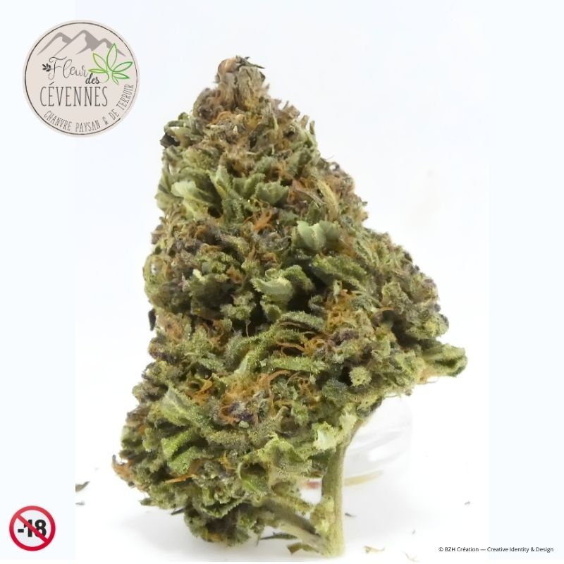 Fleur de CBD Lake Taupø’ff cultivée en outdoor dans les Cévennes par Clément Caraguel de Fleur des Cévennes.