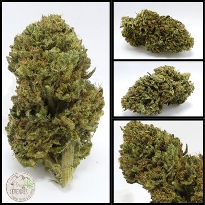 Fleurs de CBD La Patate Cévenole présentées sous différents angles, cultivées en outdoor par Clément Caraguel dans les Cévennes.