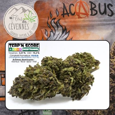 Fleur de CBD Abacus cultivée en outdoor dans les Cévennes par Clément Caraguel de Fleur des Cévennes.