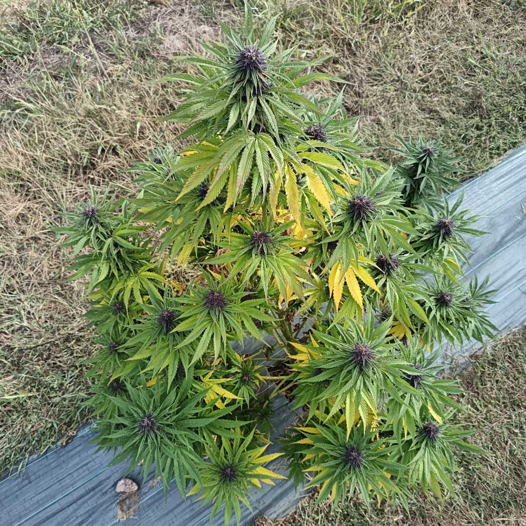 floraison d'une outdoor de fleur vendenne