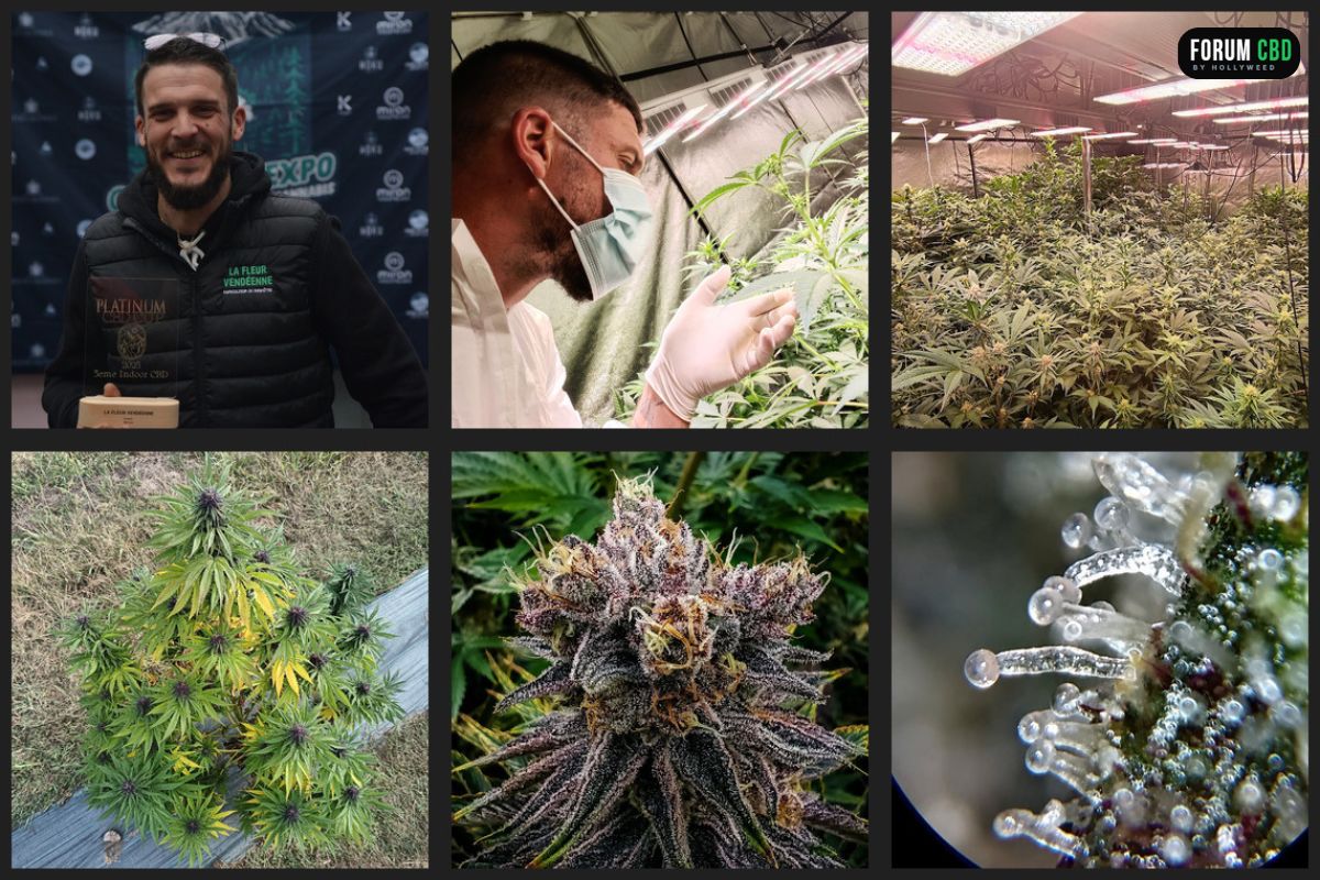 photos de culture et de trichomes de la fleur vendéenne
