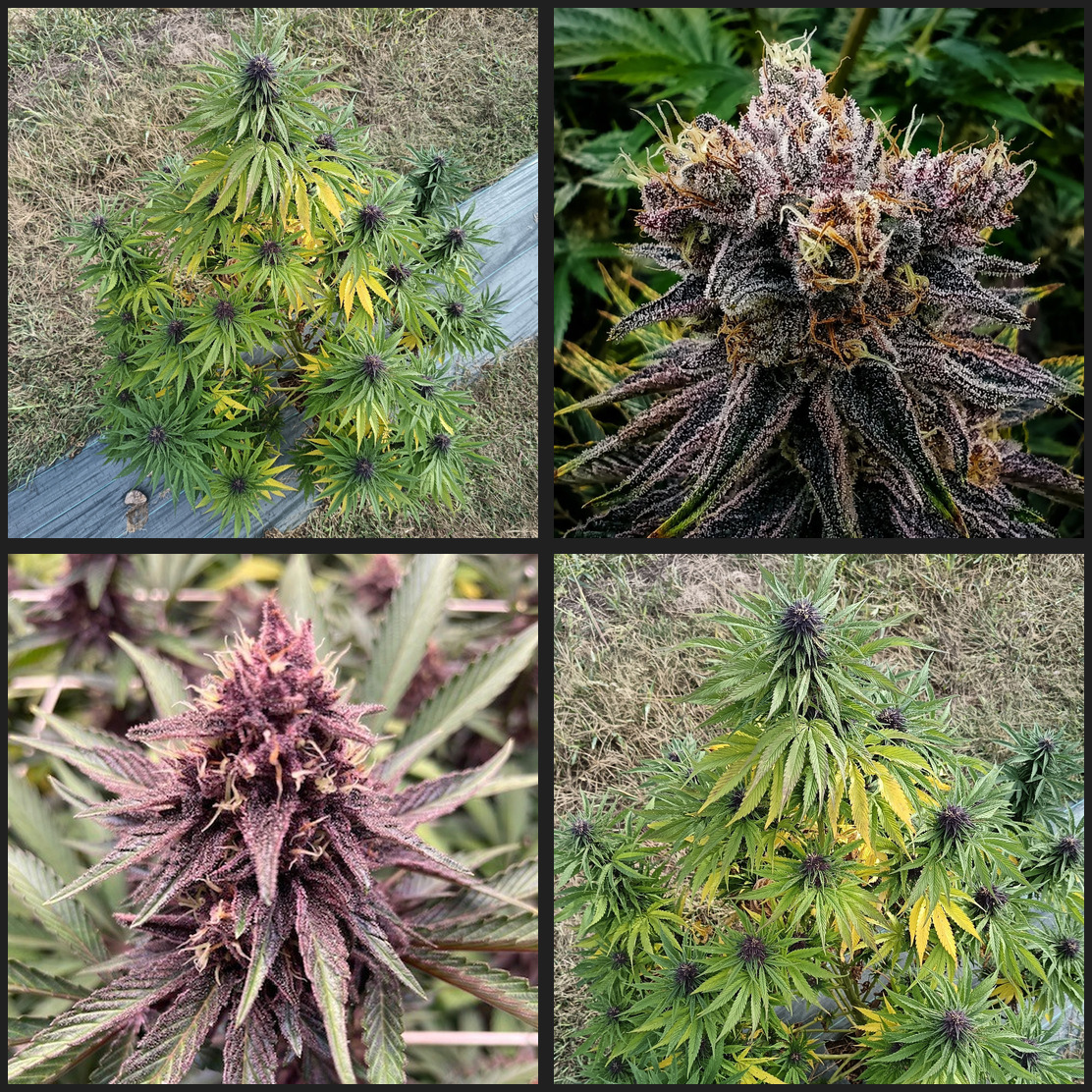 aperçus de quatre photos de la fleur vendeenne