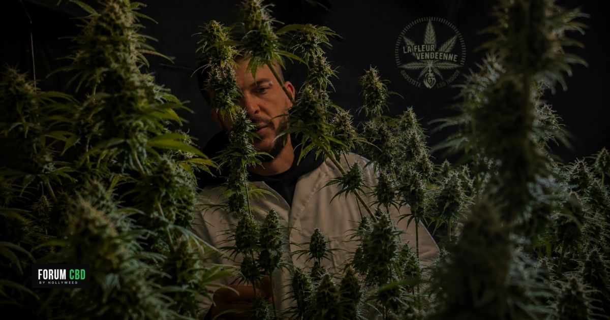 Rencontre avec Marc : La Fleur Vendéenne, entre passion du chanvre et réalité du métier