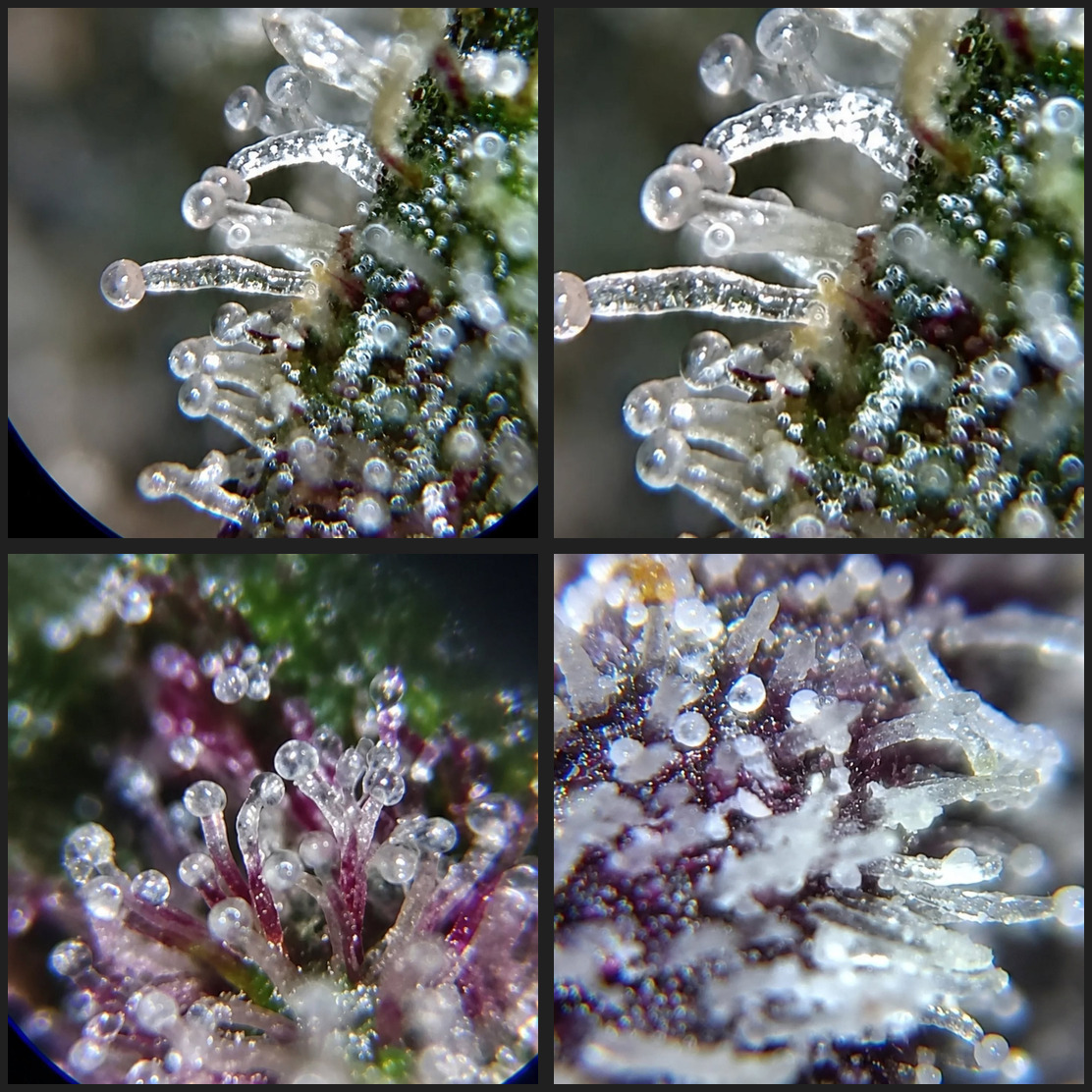 apercu de quatre macros de la fleur vendenne