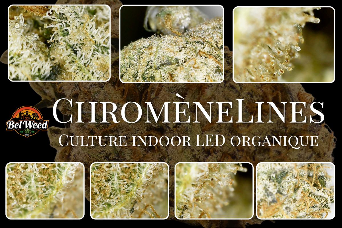 Planche macro de la ChromèneLines de Bel’Weed, fleur CBD/CBC cultivée en indoor LED organique, avec détails des trichomes et fond sombre premium