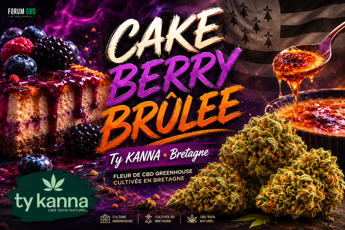 Visuel de la Cake Berry Brûlée de Ty KANNA, fleur greenhouse bretonne présentée en revue de dégustation sur Forum CBD by Hollyweed