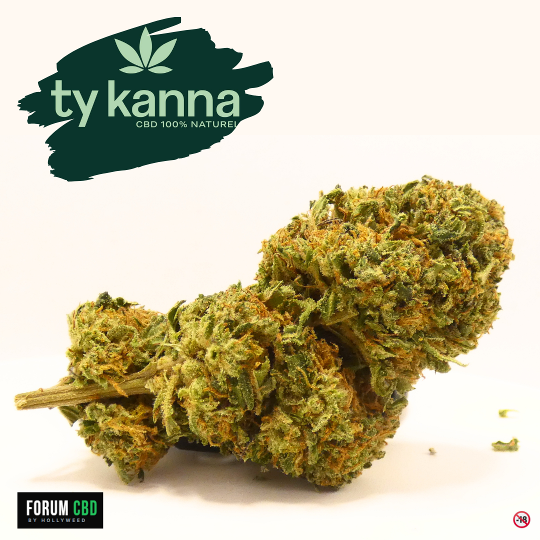 Cake Berry Brûlée de Ty KANNA en gros plan, fleur de CBD greenhouse cultivée en Bretagne