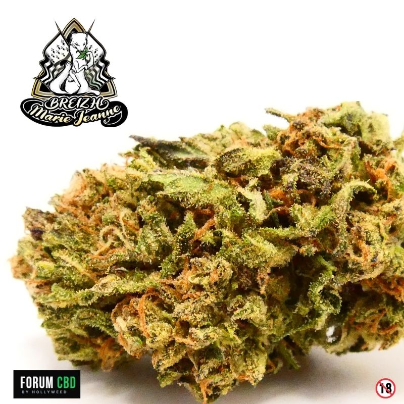 Tête de fleur CBD Skunk Jam GMO signée Breizh Marie Jeanne, avec structure compacte, trichomes visibles et pistils orangés, photographiée pour une revue dégustation CBD française.