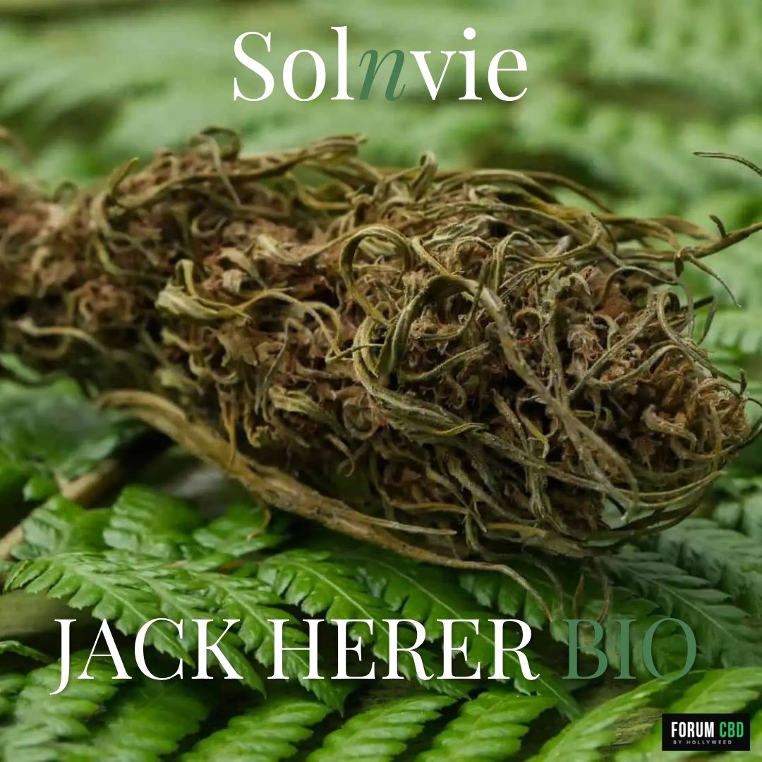 Fleur Jack Herer bio cultivée sur sol vivant par la productrice française SolnVie, présentée sur des feuilles végétales.