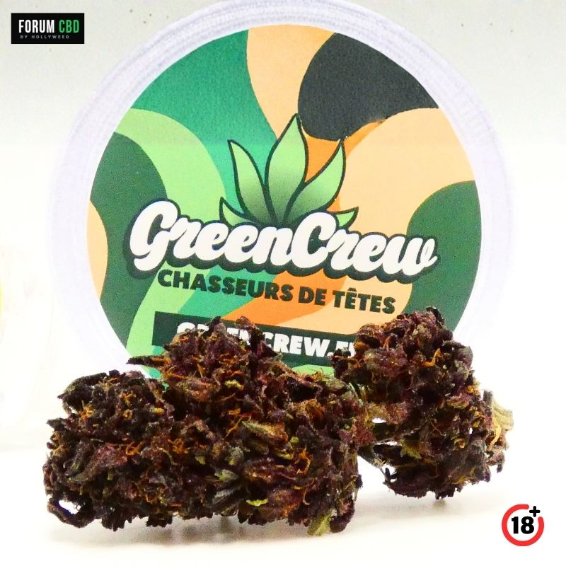 Fleur Strawberry Doughnuts Purple CBD devant un grinder GreenCrew avec buds violettes et résineuses.