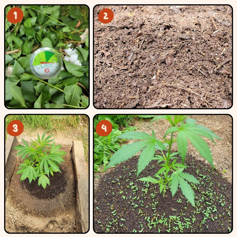 Plantation d'une fleur de CBD Outdoor Ty Kanna en Bretagne, de la préparation du compost à la mise en terre avec paillage naturel et culture en sol vivant.