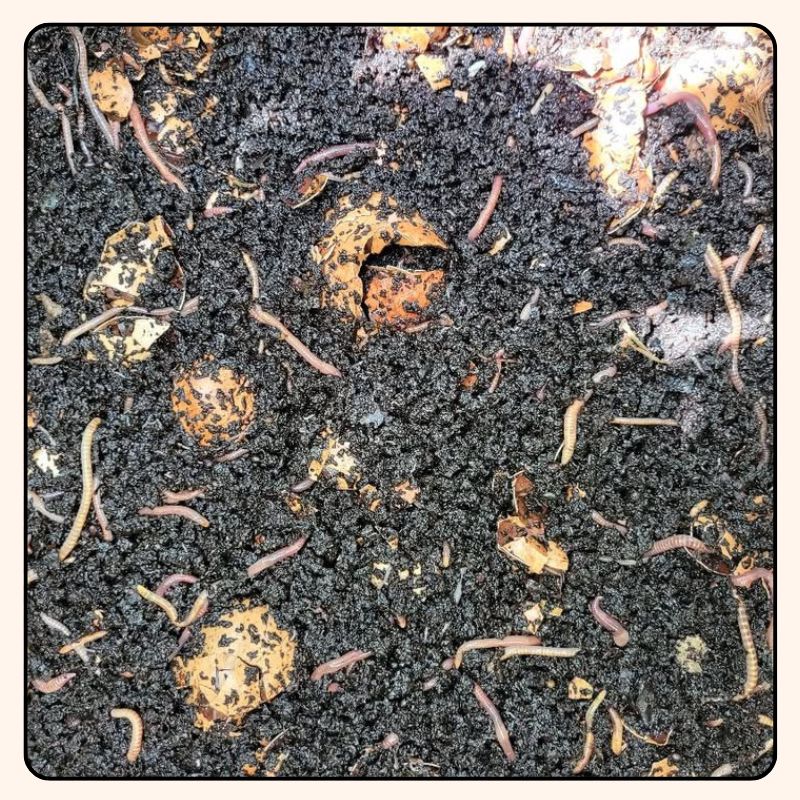 Lombricompost en pleine activité avec de nombreux vers de terre transformant les matières organiques en humus, une ressource naturelle utilisée par Ty Kanna pour nourrir les sols de ses cultures de chanvre CBD.