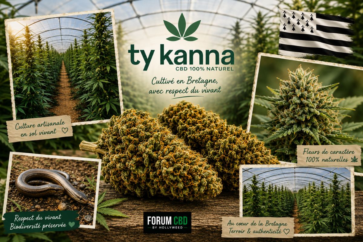 Montage photo mettant en avant Ty Kanna avec une culture sous serre en Bretagne, des fleurs de CBD en gros plan, une tête en floraison, un orvet symbole de biodiversité, le logo Ty Kanna et le drapeau breton illustrant une production artisanale respectueuse du vivant.