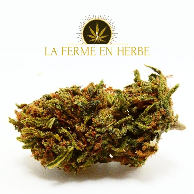 fleur cbd wedding cake gros plan trichomes pistils orange structure compacte outdoor france